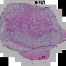 N182a_SAS_1_1_170905-Scene-1-ScanRegion0_HE.czi - N182a_SAS_1_1_170905-Scene-1-ScanRegion0_HE.czi #3-1