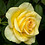 Punitha_Valli